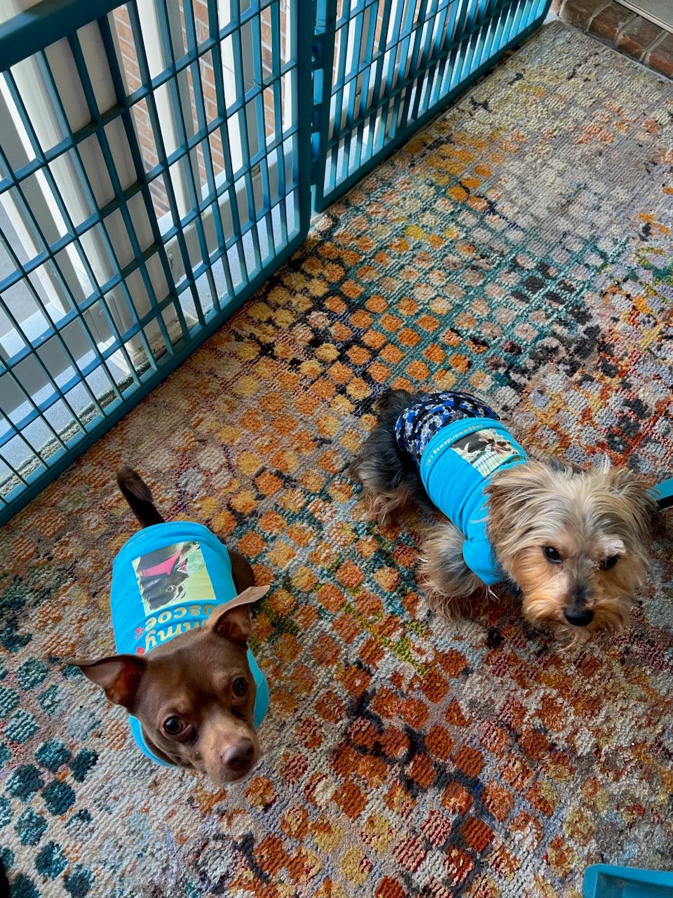 For Fur Babies Custom Made Items~(Email Us๐๐พ)