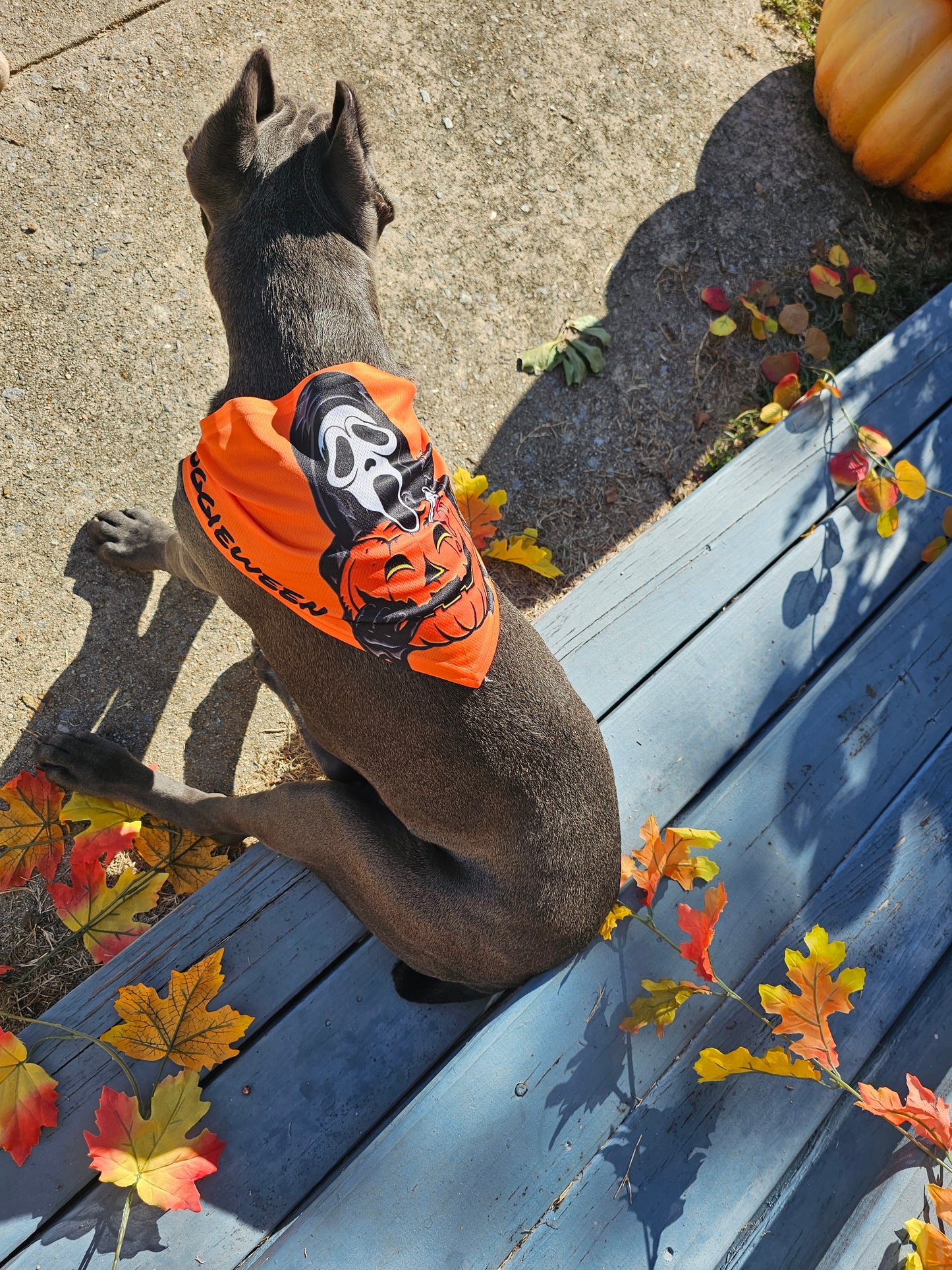 Halloween Bandanas🎃👻