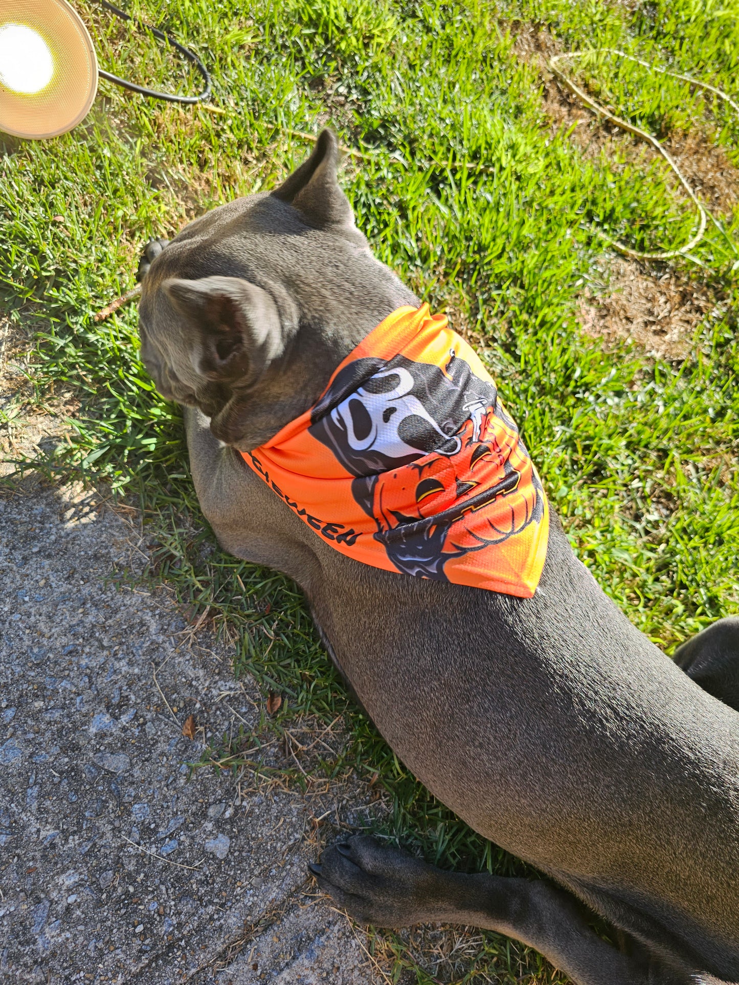 Halloween Bandanas🎃👻